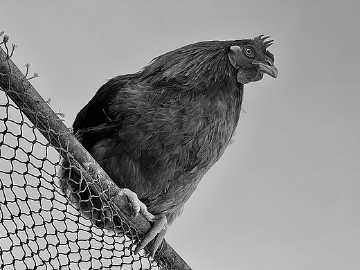 手机随拍记录 | [手机摄影]