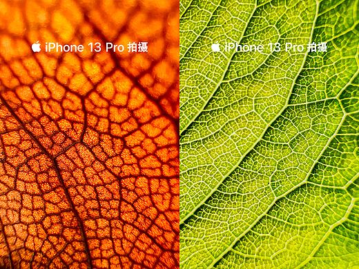 iPhone 13 Pro微距摄影