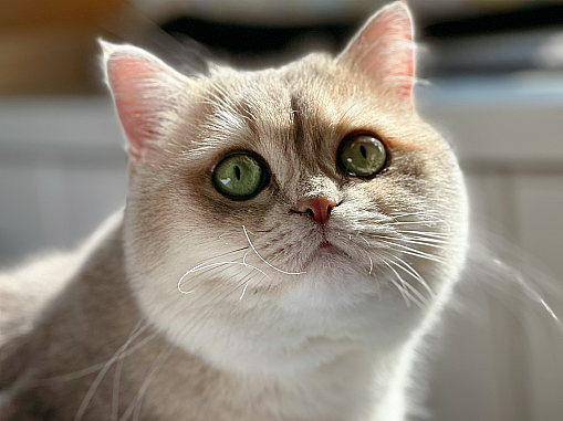 貓咪（個(gè)人主頁(yè)-ZNjg0NTYwODg=） - 寵物攝影 - 站酷設(shè)計(jì)師重點(diǎn)保護(hù)對(duì)象之一原創(chuàng)素材 - 站酷ZCOOL