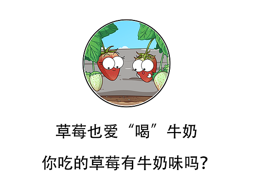 草莓也爱“喝”牛奶？