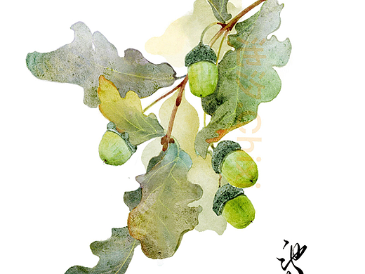 橡果——ipad画画