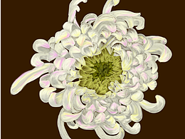 菊花（淡菊人生）