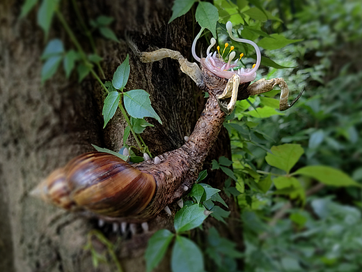 幻想生物-蜗牛的树栖亚种
