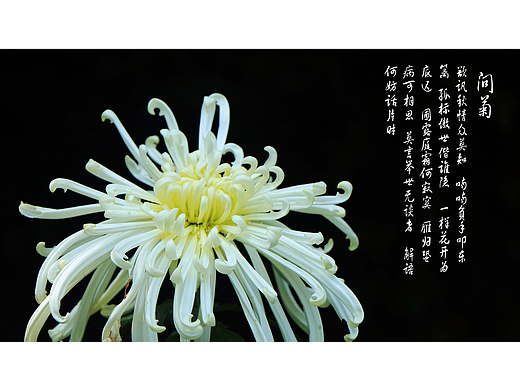 菊花展_题《红楼梦》菊花诗12首