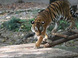 动物园的多倍快乐——他们真的好呆
