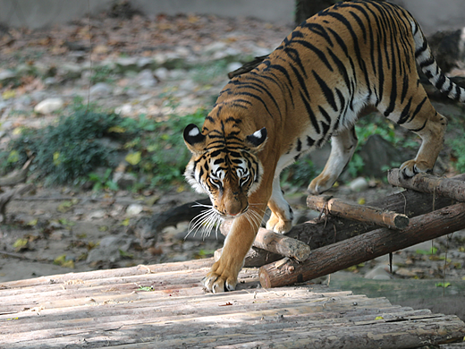 动物园的多倍快乐——他们真的好呆