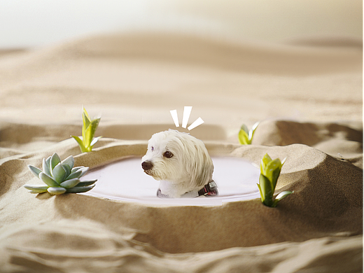 有趣的宠物【日常】