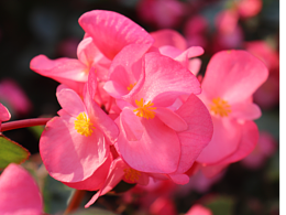 花卉拍攝