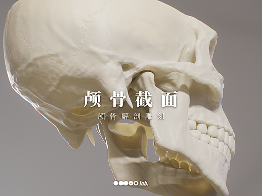 顱骨截面（個(gè)人主頁-ZNjE3NTU1NzI=） - 人物/生物 - 站酷設(shè)計(jì)師omoolab原創(chuàng)素材 - 站酷ZCOOL
