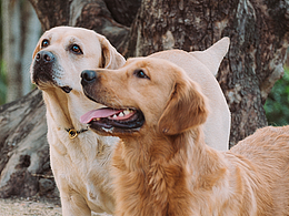 一起成长的拉布拉多 ｜宠物拍摄