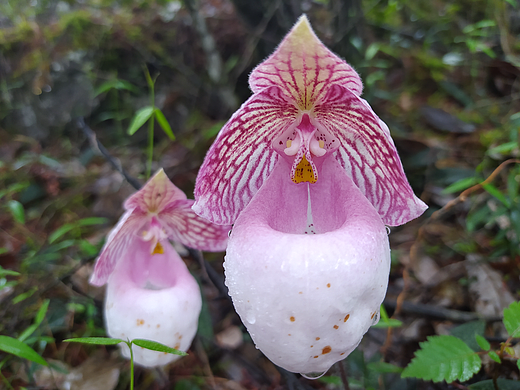 硬叶兜兰 高山野生兰花