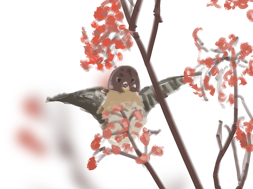 冬日插畫(huà)10-鳥(niǎo)（個(gè)人主頁(yè)-ZNjQzMDM4MjQ=） - 創(chuàng)作習(xí)作 - 站酷設(shè)計(jì)師angerula原創(chuàng)素材 - 站酷ZCOOL