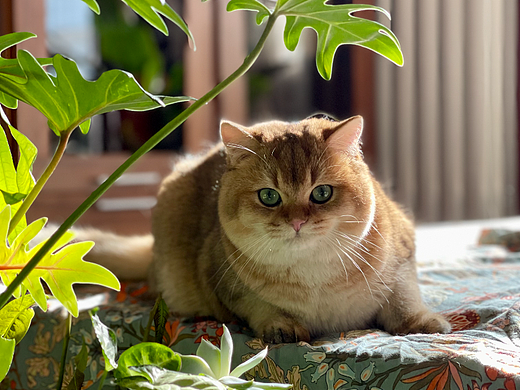 英短金渐层银渐层