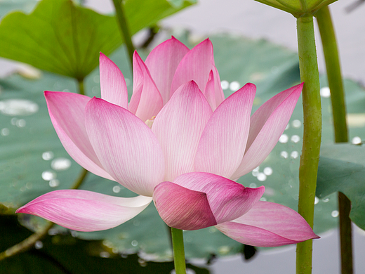 江南可采莲上海航头镇法治公园拍摄#姚青春