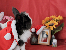 圣诞宠物摄影练习 | 富士