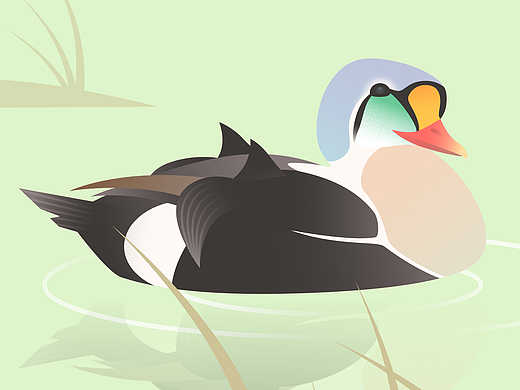 各种鸟类（个人主页-ZNjU1NTM5MjA=） - 商业插画 - 站酷设计师万住JUP原创素材 - 站酷ZCOOL