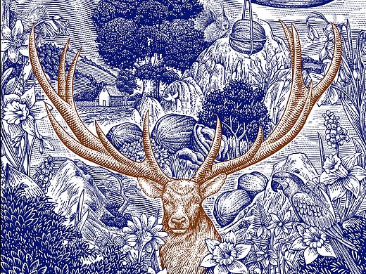 核桃包装插画-版画插画