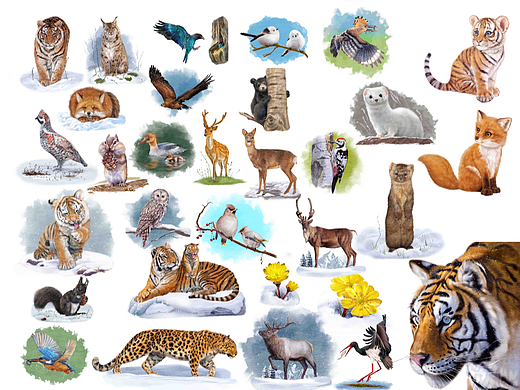 动物插画-户外投放物种插画合集
