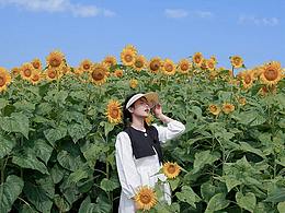 完全符合向日葵花語(yǔ)