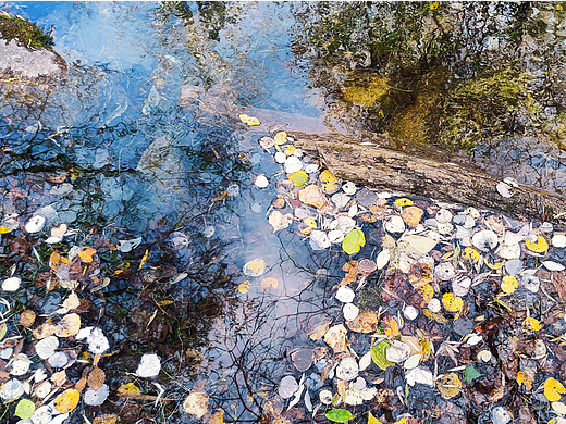 秋水倒影河水中树叶漂浮油画感风景