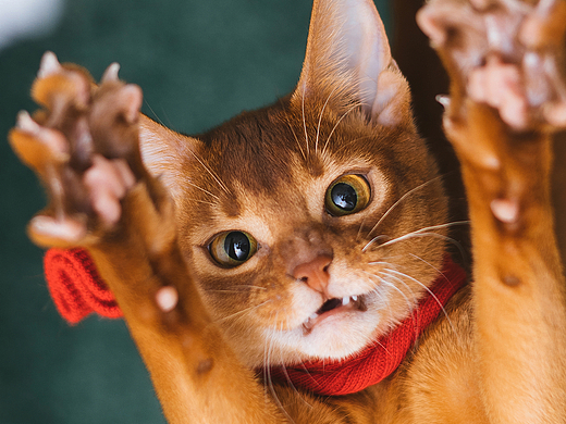 猫的私房 第六季
