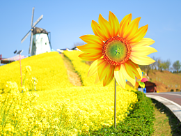 向日葵风车 花瓣定制景区花海布置