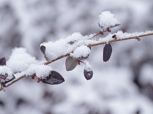 春城竟然罕见的下雪了！