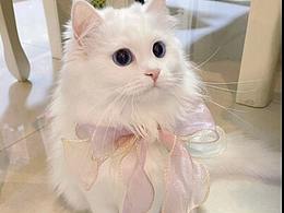 炒鸡可爱的文案