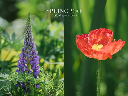 SPRING MAR.