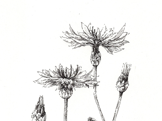 黑白手绘植物——花儿