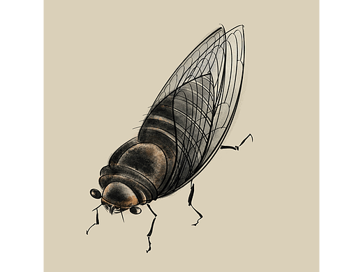 花鳥魚蟲-蟬1（個人主頁-ZNTkxODc1ODg=） - 繪畫 - 站酷設計師不是木子原創(chuàng)素材 - 站酷ZCOOL