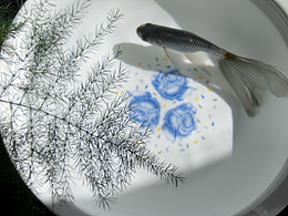 传统水墨系金鱼 蓝丹凤