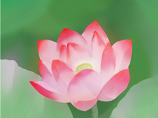 荷花