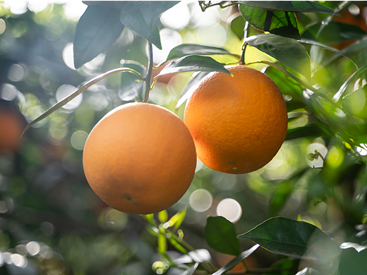 新鲜长虹脐橙_素材网站_图片免费下载-zcool站酷