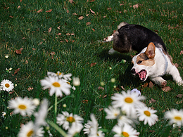 合集十一【小哈寵物攝影】