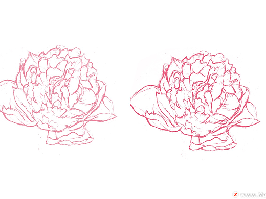 手绘涂鸦牡丹花朵PS笔刷