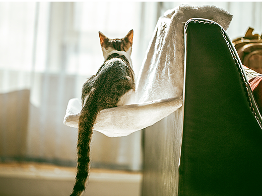 相思猫