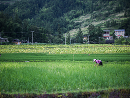 霸姐山野茶餐厅