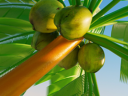 歐椰 | 烤椰奶CG  火元素飲料