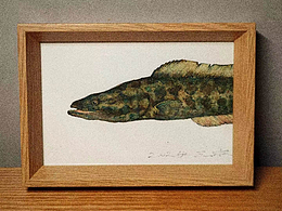 相框里的路亚-黑鱼