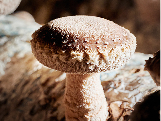 108种味道——庆元香菇