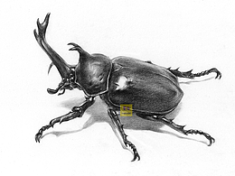 素描动物独角仙绘画