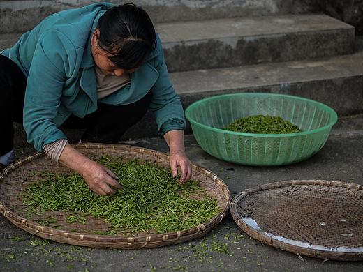 黄山的茶农