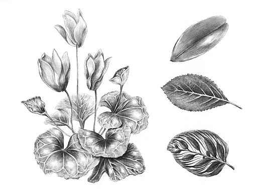 素描花卉