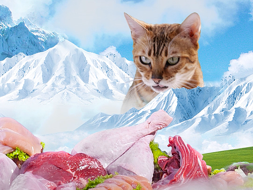 中宠顽皮猫生骨肉电商竖版短视频