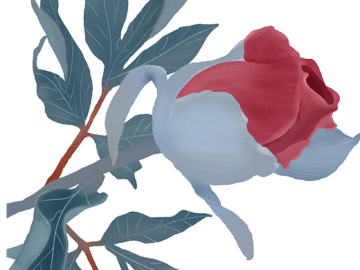 芍药插画