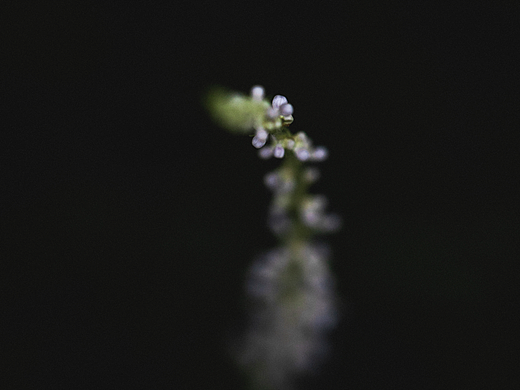 植物的夏天