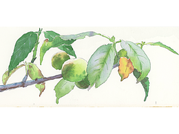 《长夏清和》动画场景设计