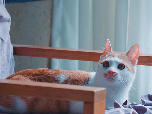 一只叫虾饺的橘猫