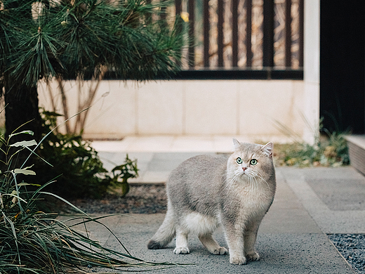 猫与宅  万科观承别墅区